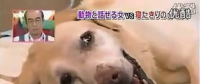 要讓人類聽懂動物的語言，AI還需克服哪些難題？