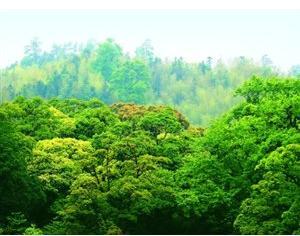 全國(guó)碳市場(chǎng)開(kāi)始階段不搞期貨，不征碳稅，增加林業(yè)碳匯交易
