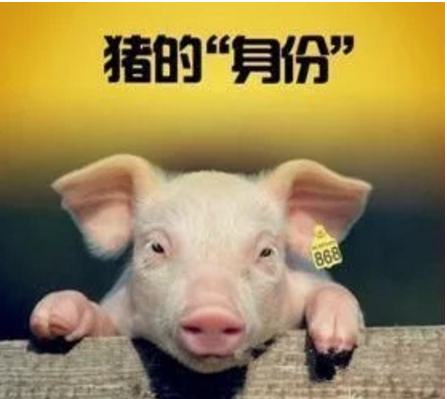 智能化養(yǎng)豬系統(tǒng)，現(xiàn)代化農(nóng)業(yè)發(fā)展之路
