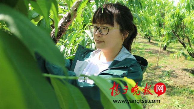 一個“80”后研究生的“綠色農(nóng)業(yè)夢”：用“互聯(lián)網(wǎng)+”思維做農(nóng)業(yè)，新型職業(yè)農(nóng)民“潮”起來
