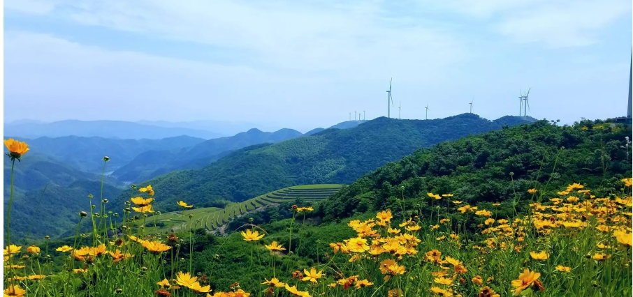 寧波一條風(fēng)電工程道路 變身“最美鮮花風(fēng)車(chē)公路”