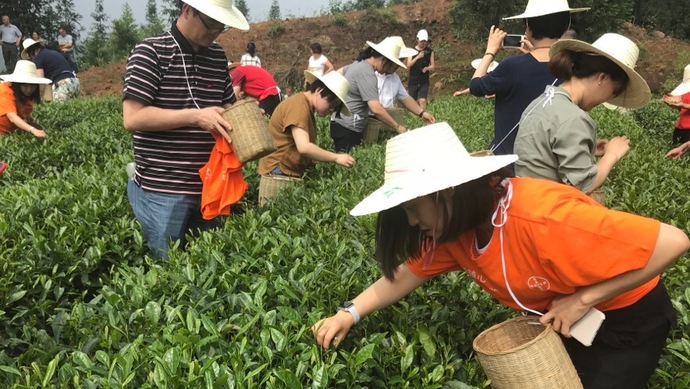 這片北緯30°的優(yōu)質(zhì)茶園，探索了產(chǎn)業(yè)扶貧擁抱“互聯(lián)網(wǎng)+“新路