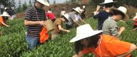 這片北緯30°的優(yōu)質(zhì)茶園，探索了產(chǎn)業(yè)扶貧擁抱“互聯(lián)網(wǎng)+“新路