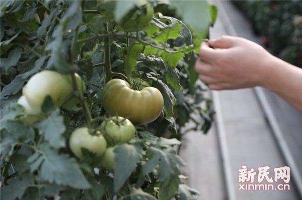 固原市原州區(qū) 冷涼蔬菜品牌試水“互聯(lián)網(wǎng)+農業(yè)”