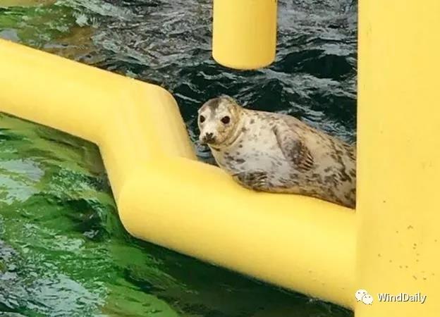 海上風(fēng)電破壞海洋生態(tài)？海豹：想多了！